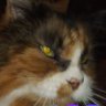 Profilbild von CornoviiQueen