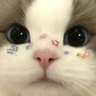 🐾شهرِ چه زادی؟🎻's profile picture