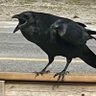 FeatherFace 的头像