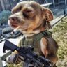 Profilbild von MyPuppyVinny ๐ฎ๐น