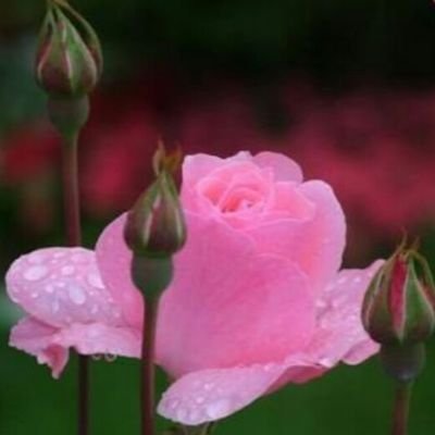 envarlarla's profile picture