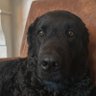 Crypto doggo 的头像