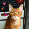 😽mako😺🐾's profile picture