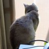 ねこめし@森井 profil fotoğrafı