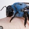 BlueBee ็ๅคดๅ