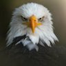 Shomzy profil fotoğrafı