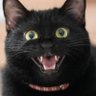 黒猫つくねちゃん太しっぽ 的头像