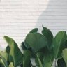 jjjulpa profil fotoğrafı