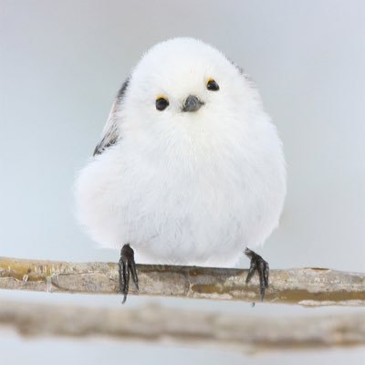 なつび's profile picture