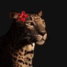 فوف| profil fotoğrafı