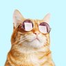 Chibbu profil fotoฤrafฤฑ