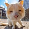 Profilbild von MeowRage