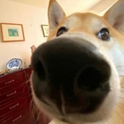 DogeNameless's profile picture