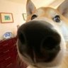 Фото профиля Doge