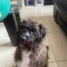 Carol Grace profil fotoğrafı