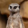 Hakuna Matata's profile picture
