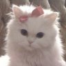 Фото профиля Christy 🧸🎀