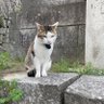 外資→日系へ転職活動中 的头像