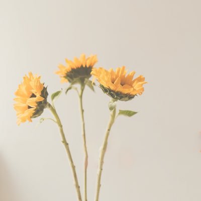 HimaNananana's profile picture