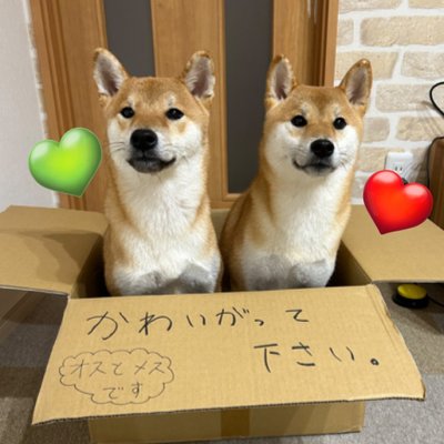 柴犬リンパン🩷💚's profile picture