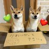 Profilbild von 柴犬リンパン🩷💚