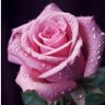 🌷fragrant flower🌷 profil fotoğrafı