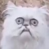 Noah T's profile picture