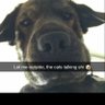 BIG BLACK WOOF 的头像