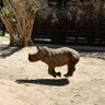 Profilbild von Power The Baby White Rhino