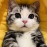 HD Chang's profile picture