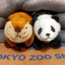 あやぴ🐼🦫 的头像