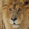 State President of the Bantu Federation's profile picture
