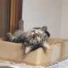 テッショウ profil fotoğrafı