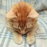 toshi🍑🐶🍒's profile picture