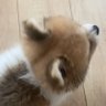 にこりん's profile picture