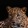 Profilbild von DNI7717 سارا آيهيرب