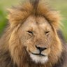 Inveestor profil fotoğrafı