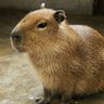 カピバラ君's profile picture