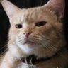 ExpectoPatronum 's profile picture
