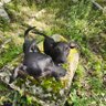 Patterdale •Terrier's profile picture