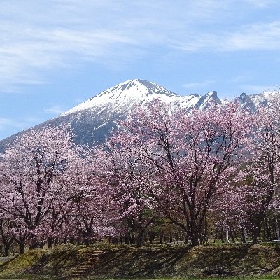 forest_iwate's profile picture