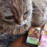 ベル😽's profile picture