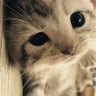 にぬき profil fotoğrafı