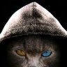 Ciple's profile picture