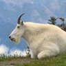 LeGoat 🇨🇦 profil fotoğrafı