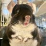 チンチラのひじきくん 的头像