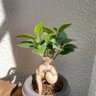 Фото профиля 中政 pekinya yamanoha nago