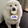 lostges profil fotoğrafı