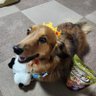 ゆずママ's profile picture
