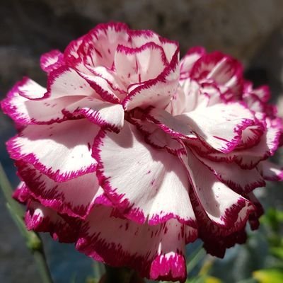 16_sofipao's profile picture